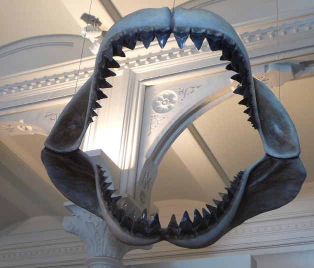 Modelo de mandíbulas de tiburón Megalodón en el Museo Americano de Historia Natural, en Nueva York. Foto: Spotty11222/ Wikimedia Commons.