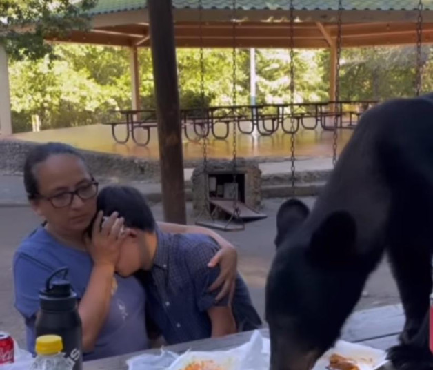 El oso negro termina la comida servida y luego se retira.
