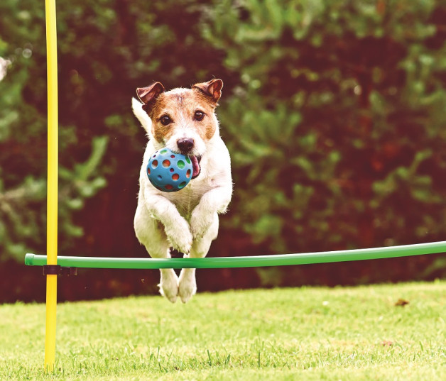 Establecer una relación positiva con la mascota ayudará a crear un vínculo especial entre el dueño y el animal. Sin ese vínculo positivo, el adiestramiento canino se complica. El refuerzo positivo es mucho más fuerte que el indiferente o el negativo.