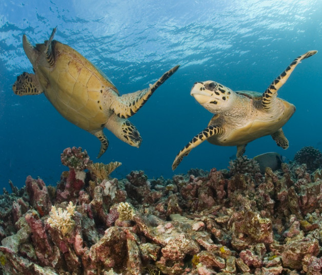 Especie en peligro de extinción, categoría crítica.
La tortuga de carey es una tortuga de tamaño mediano, cuyas medidas máximas de longitud recta del caparazón, no llegan al metro.