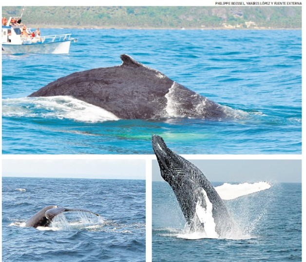 La observación de ballenas está autorizada de 8:00 de la mañana a 4:30 de la tarde.