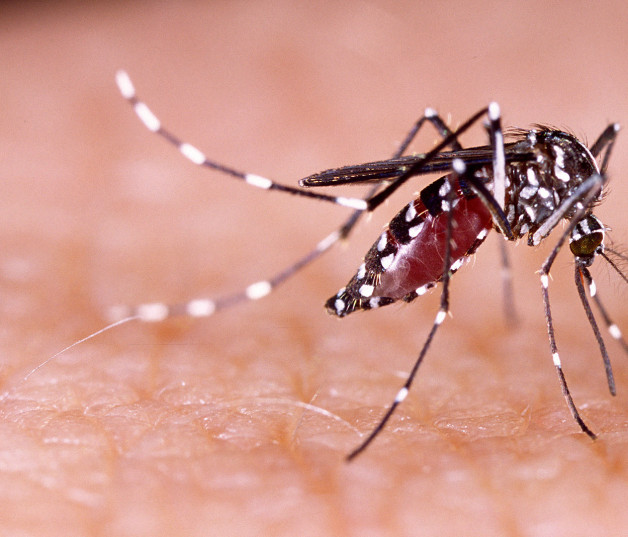 La picadura del mosquito infectado causa el dengue.