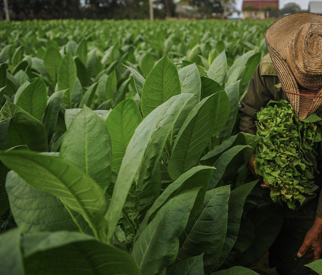 Se destacan entre las variedades, Criollo, Andullo, Havanensis y Olor Dominicano.
