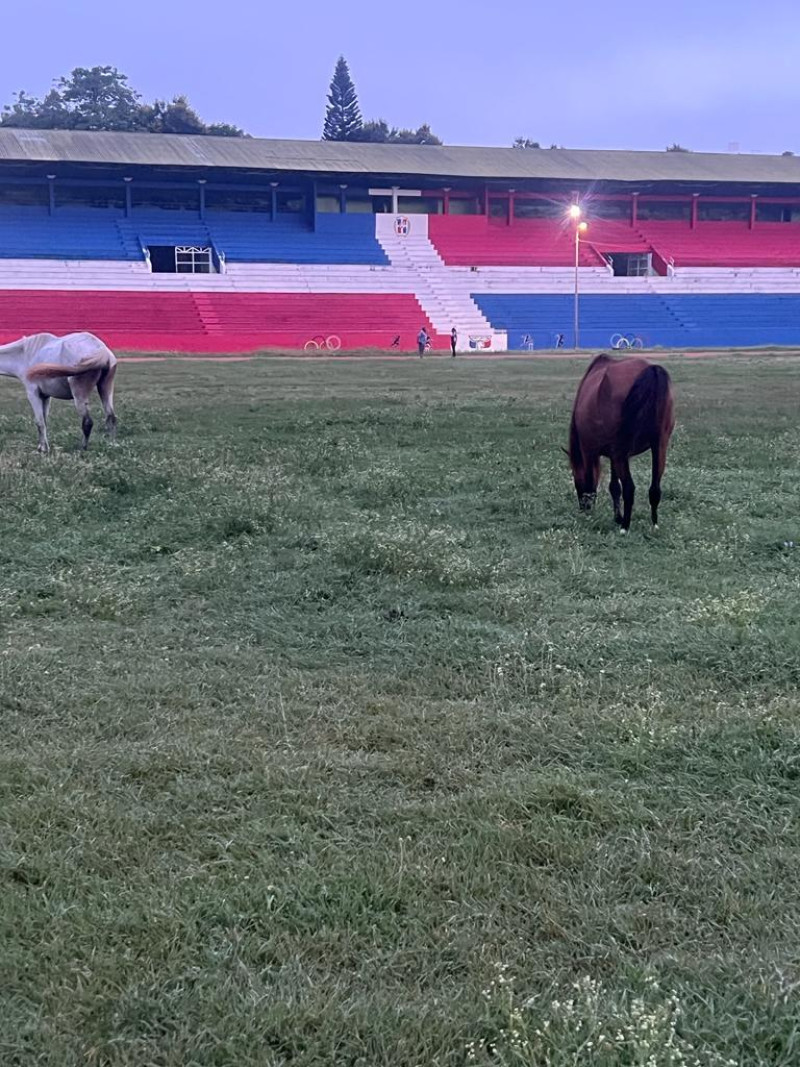 Una vaca sobre él cesped del complejo deportivo La Barranquita.