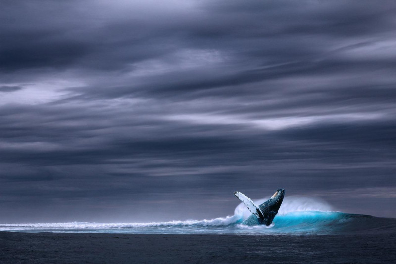 Entre las poblaciones identificadas como más vulnerables en este estudio se cuenta la ballena franca glaciar (Eubalaena glacialis), conocida también como ballena de los vascos.