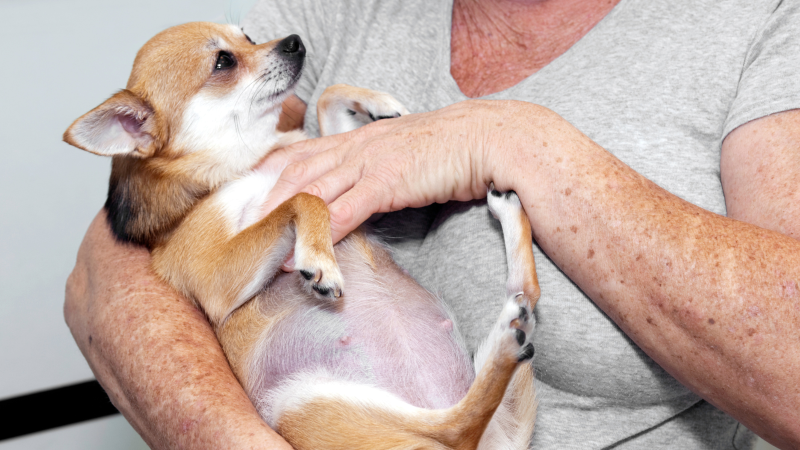 Una perra embarazada, mientras es cargada en brazos.