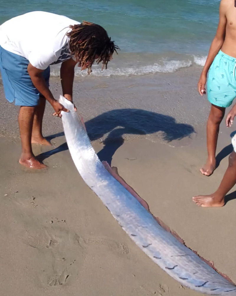 El pez fue hallado por dos jovencitos en la playa Los Coquitos, en Monte Cristi