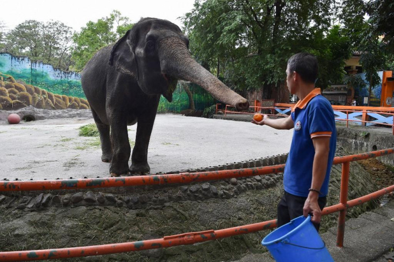 Mali, el elefante, recibe comida de un trabajador en el zoológico de Manila