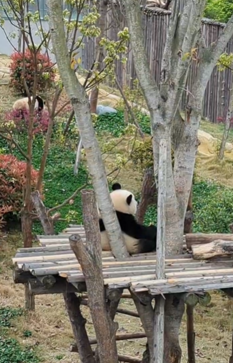 Panda en el Centro de Investigación y Cría del Panda Gigante de Chengdu, provincia Sichuan, China