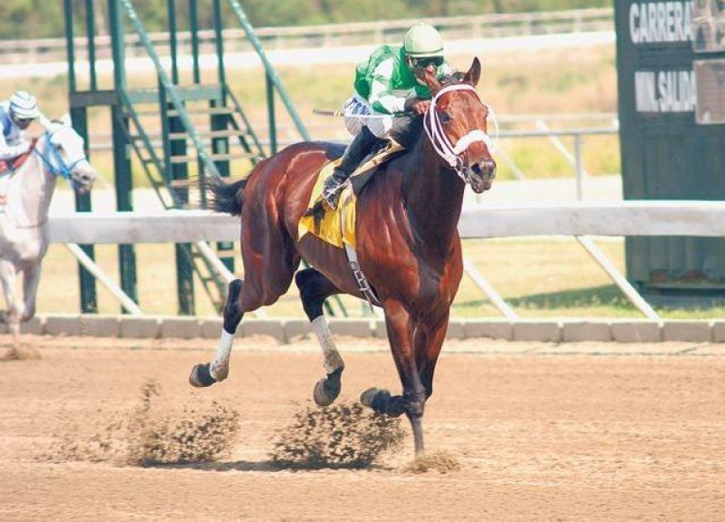 Sicótico en una de sus carreras.