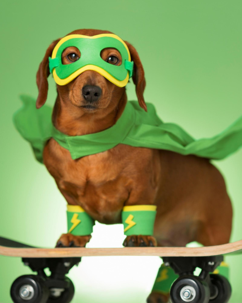 “Animal Fest 2025” será gratuito y a beneficio de la Ciudad de los Animales.