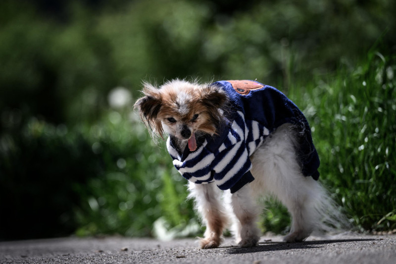 Lazare, según se dice, era el perro más viejo del mundo, nacido en 1995, observa a su alrededor en Villy-le-Pelloux, al este de Francia, el 12 de mayo de 2026