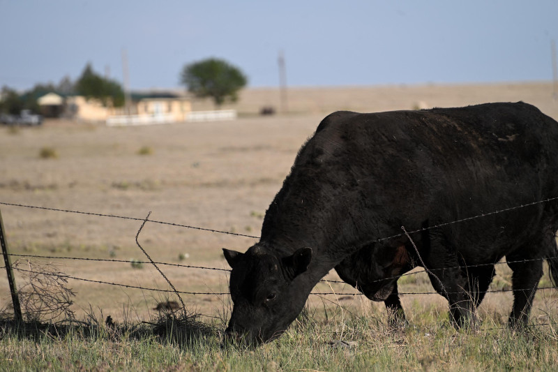 Vaca