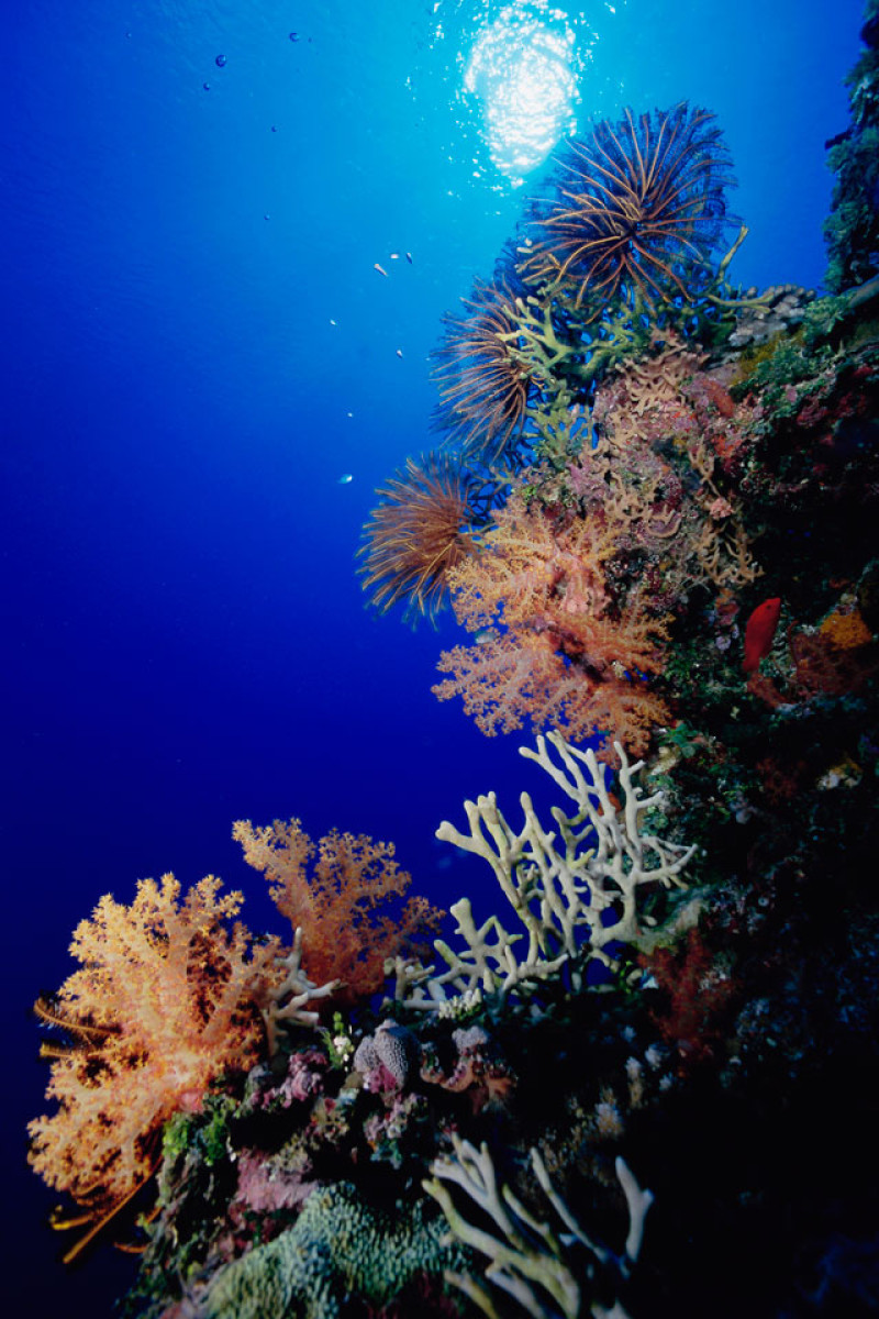 Corales. Son seres vivos.