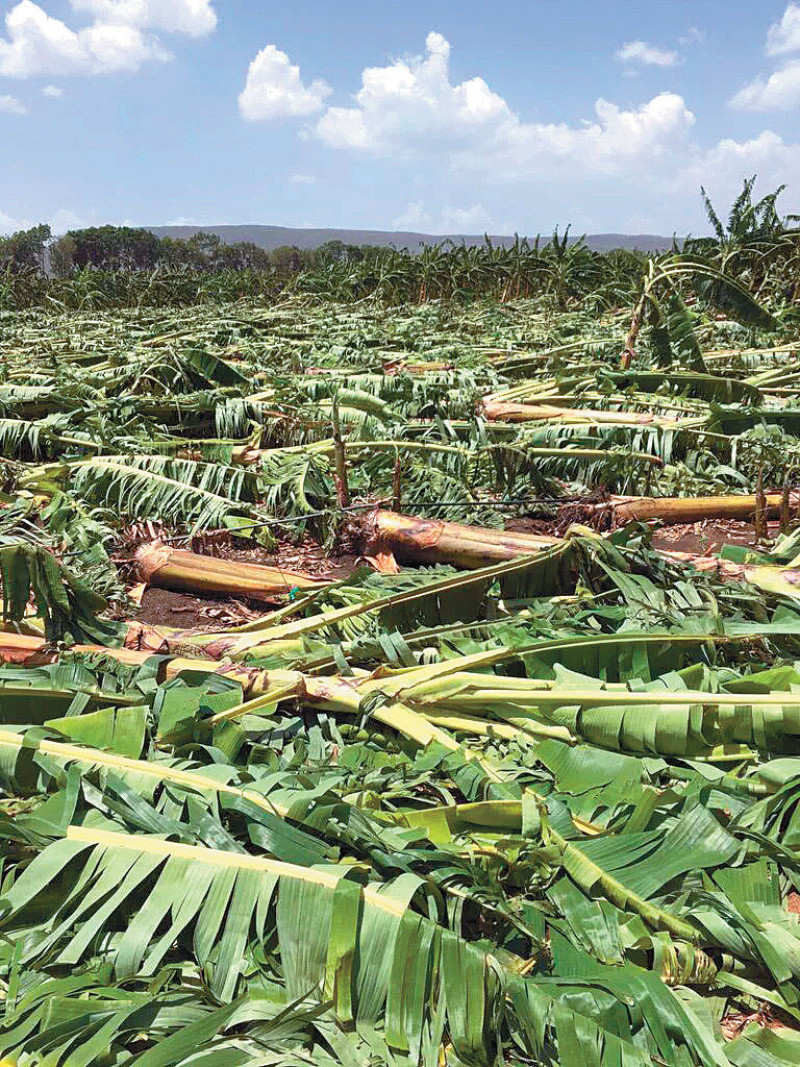 Balance. Sólo se han contabilizado daños a la agricultura en la zona de la Línea Noroeste en plantaciones de banano y plátanos.