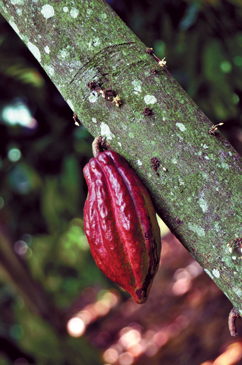 San Francisco de Macorís se considera la capital dominicana del cacao orgánico.