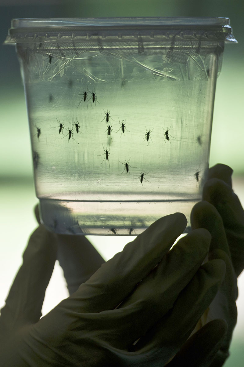 Transmisores. Un investigador observa a mosquitos Aedes aegypti en el envase de un laboratorio del Instituto de Ciencias Biomédicas de San Paulo, en Brasil, ayer.