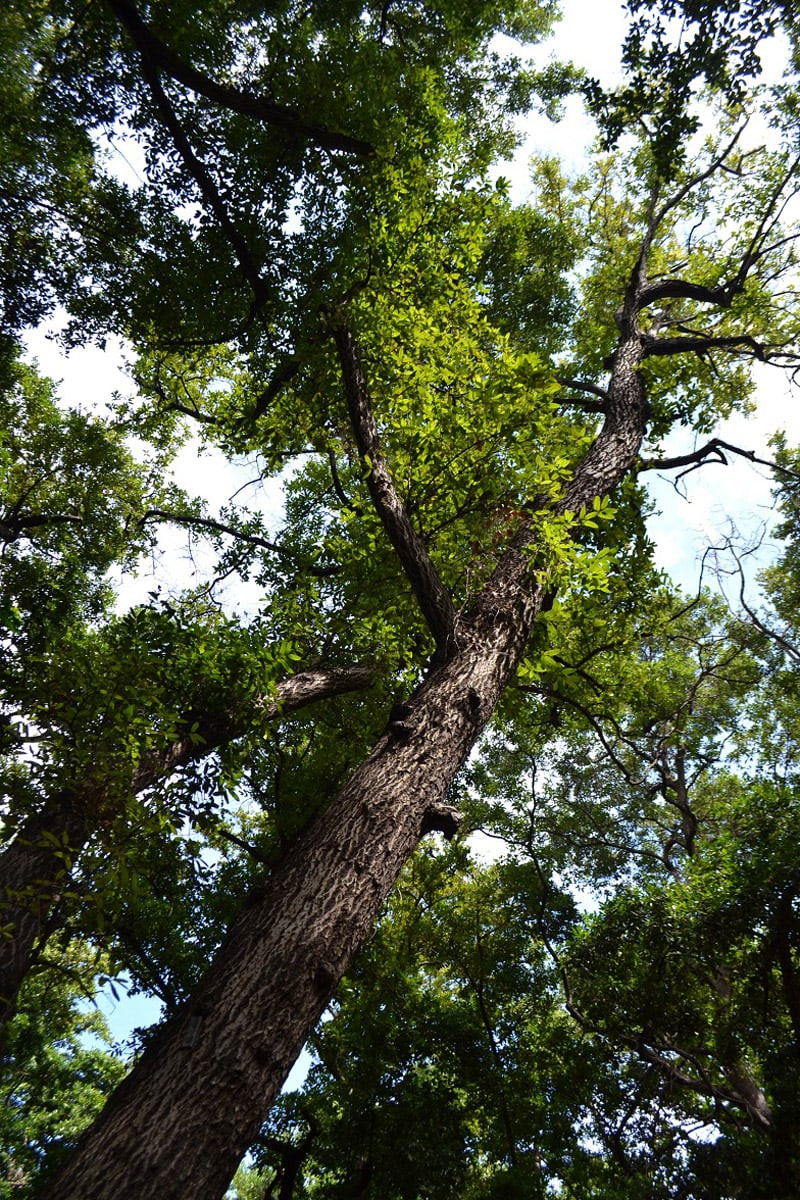 Muchas de las barías de La Descubierta, que representan el 90 % de los árboles del bosque, son centenarias.