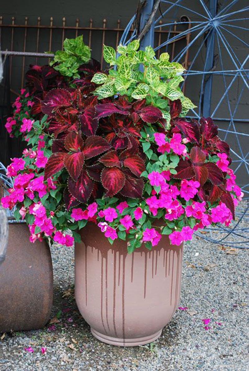 Si la maceta se verá de frente, coloca las plantas más altas atrás. Entre las ornamentales más abundantes en RD, elige para dar tamaño lenguas de vaca, lirios, crotos y anturios.