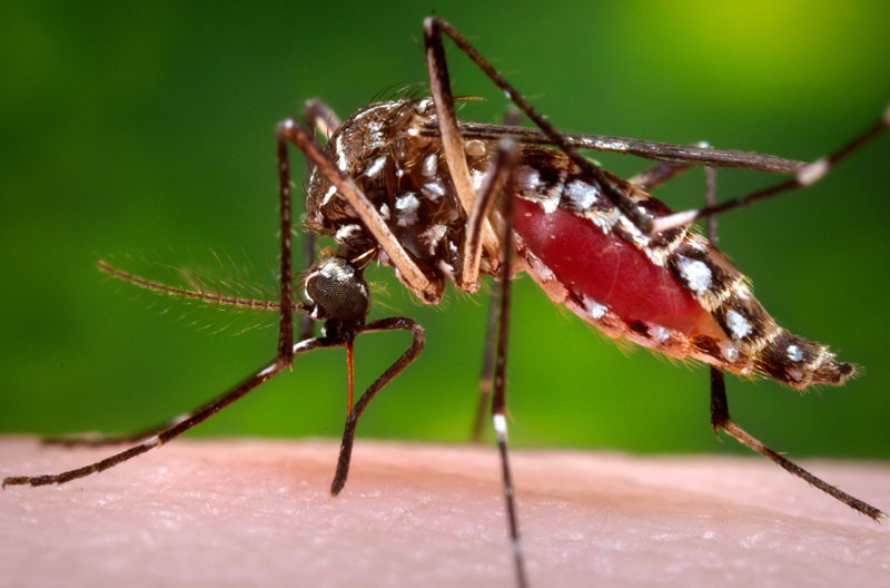 Enfermedades. El mosquito macho Aedes aegypti es el transmisor del dengue, el zika y la chikungunya