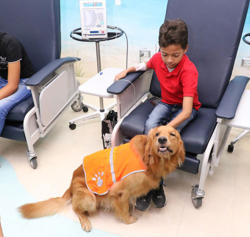 Programa. Un niño acaricia a Magic, un perro voluntario, mientras el primero recibe tratamiento en el Hospital General de la Plaza de la Salud. El centro médico puso en marcha un programa de terapia asistida con animales.