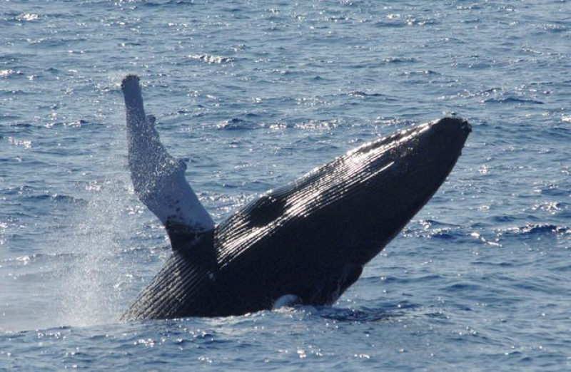 Ballenas jorobadas. Samaná en esta época se convierte en un lugar muy visitado por los turistas que quieren vivir la experiencia de ver saltar a las ballenas.