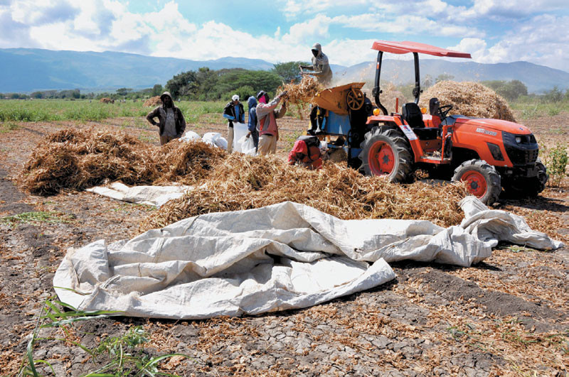 Cosecha. Autoridades de Agricultura y productores participan en la recolección de habichuelas en el valle de San Juan.