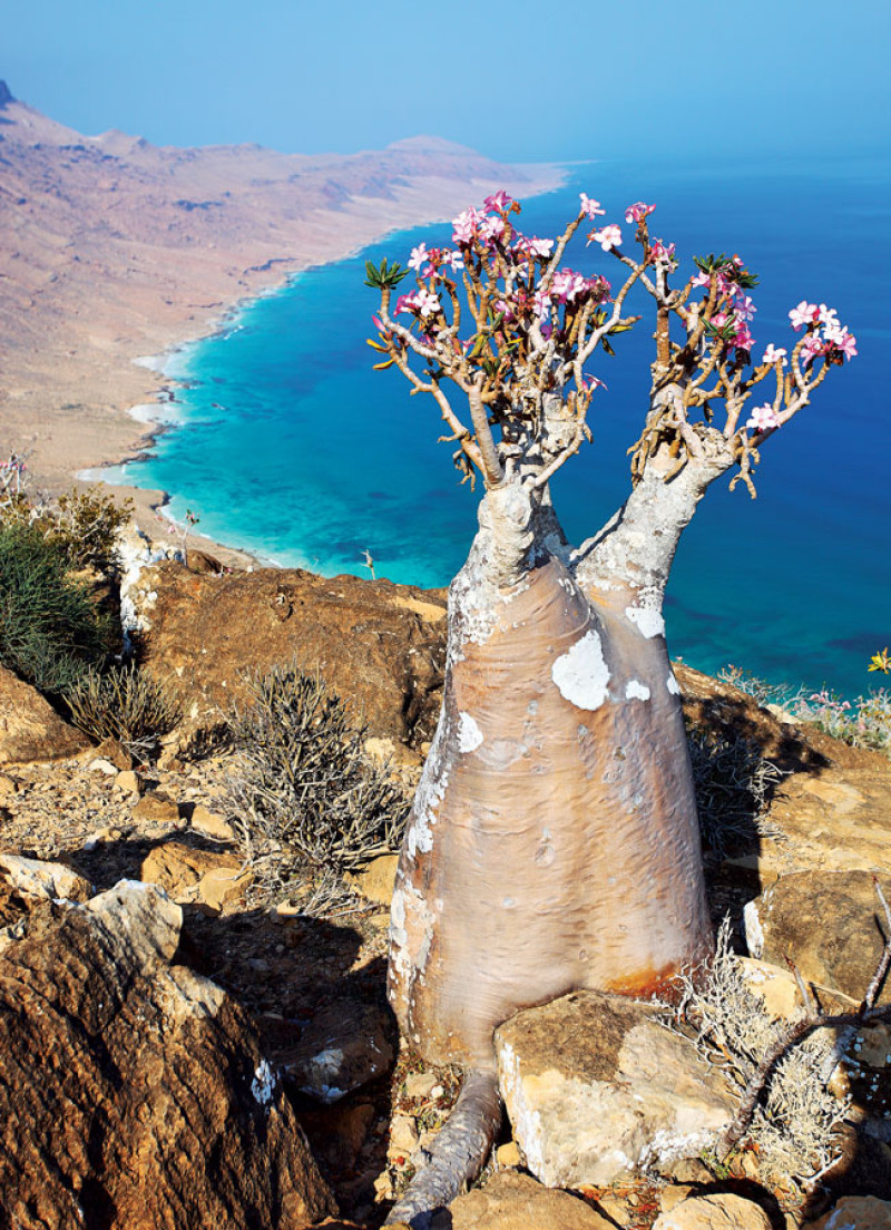 Con la rosa del desierto (Adenium Obesum socotranum)  en primer plano, una panorámica de la costa de la isla de Socotra, al sur de Yemen.