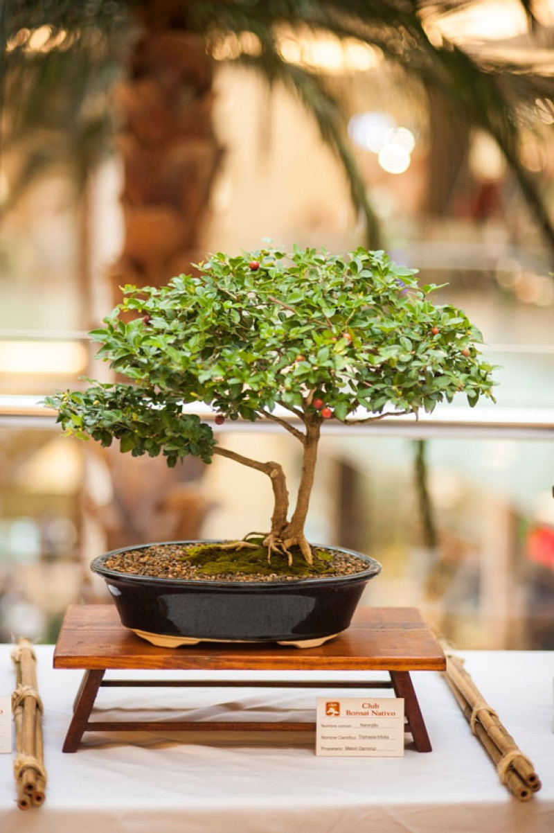 Técnica. Desde el viernes 21 los visitantes podrán deleitarse con una exposición de bonsáis.