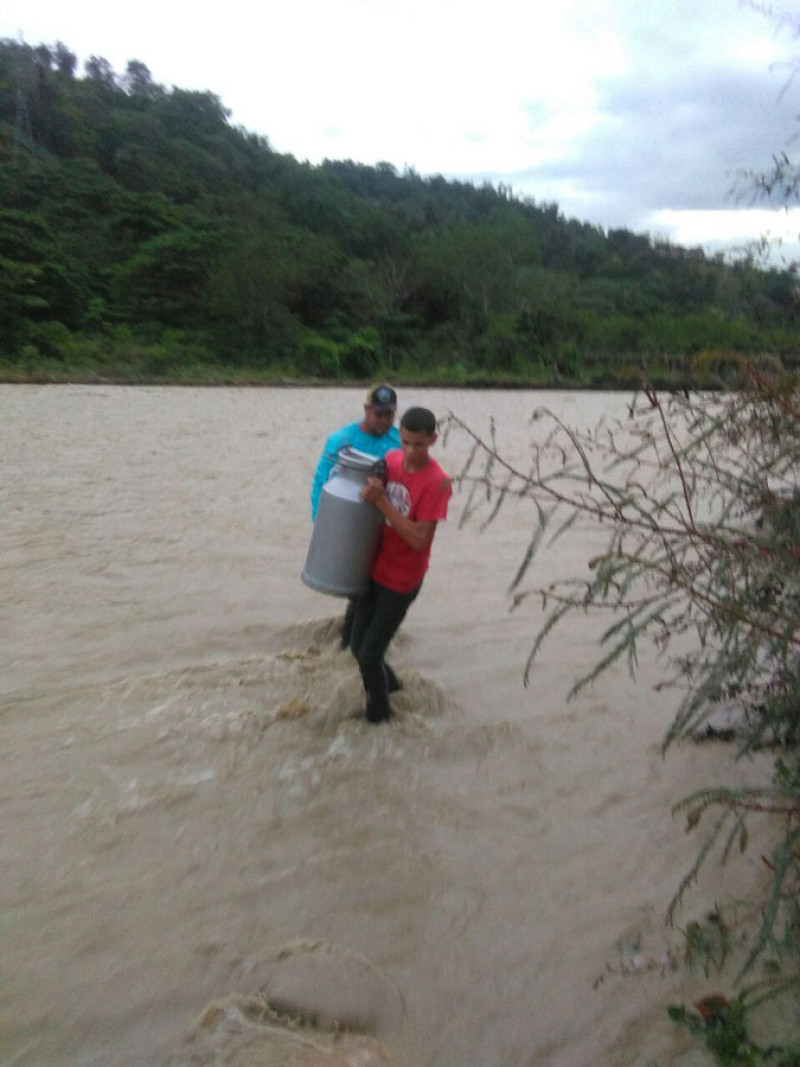 Inundaciones. El presidente de Aproleche manifestó que varias reses han sido arrastradas por los ríos