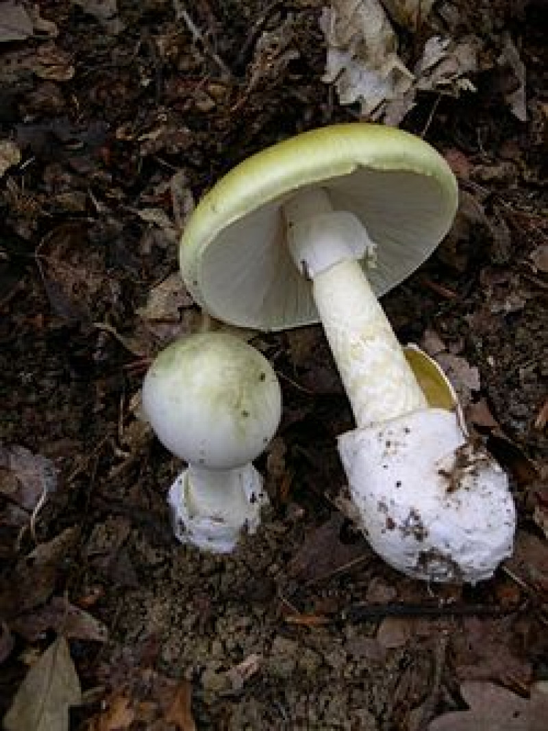 Hongo amanita phalloides. Fuente: Wikipedia
