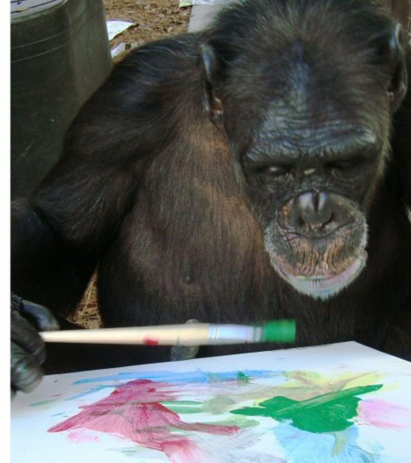 Imagen de archivo sin fecha de uno de los chimpancés de la película "El Planeta de los Simios" pintando con una brocha.