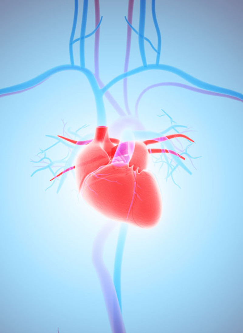Ventaja. Para los investigadores, lo mejor es que pueden acceder a la vez a las arterias coronarias y a las venas cardíacas.