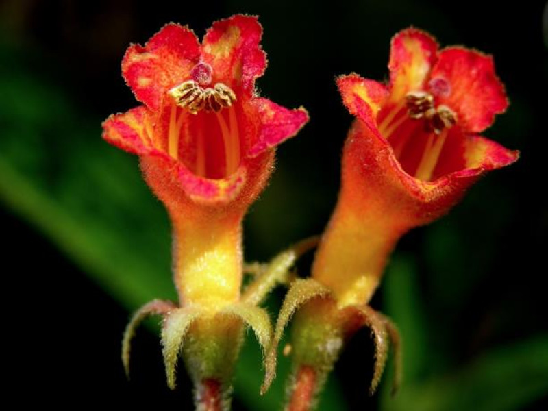Rhytidophyllum daisyanum.