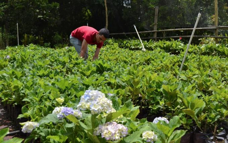 Todavía no somos autosuficientes, comenta Polanco. Pero hacia allá vamos, camino a la autosostenibilidad. La idea es que las familias tenga una producción tradicional que nos resuelva a todos un problema porque prácticamente no tendríamos que gastar dinero en la comida,  que aquí llegue nada más lo que no podemos producir. Para mejorar el área de la producción hay que comercializarla, tenemos que salir de las garras de los intermediarios.  Yaniris López