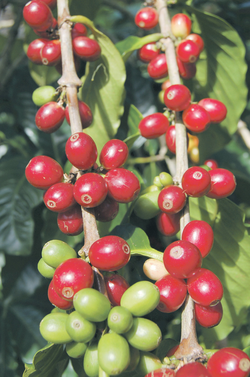 Calidad. Uno de los reconocimientos más significativos que ha obtenido el café dominicano es la Denominación de Origen Protegida de la Unión Europea.