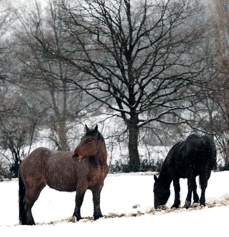 Asturias. Caballos pastan entre la nieve en el concejo de Lena.