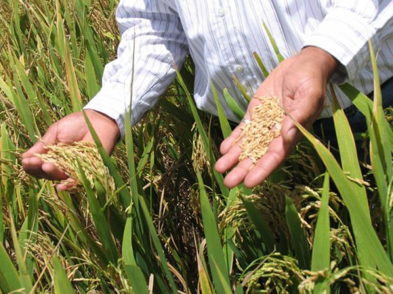 Cultivo de arroz: productor muestra granos en el campo