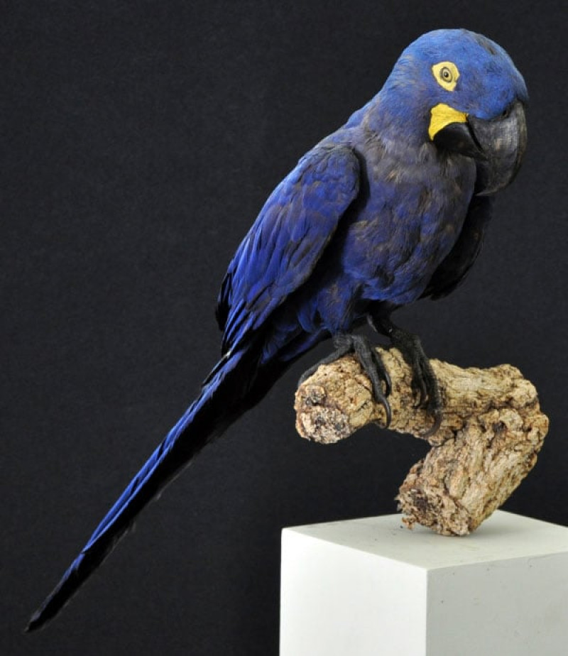 Ave. Un guacamayo jacinto (Anodorhynchus hyacinthinus) que formaba parte de la colección del museo brasileño.