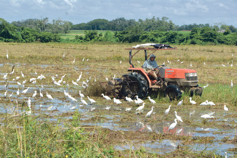 Ventaja. El riego subterráneo para la siembra de arroz trae múltiples beneficios para potencializar y eficientizar la producción.