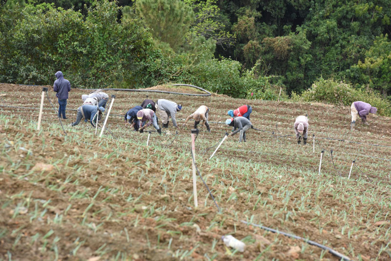Siembra. En La Curva de El Convento proliferan las casuchas donde se alojan agricultores dominicanos y jornaleros haitianos en una zona que había sido considerada no apta para cultivo con interés de conservar el agua.