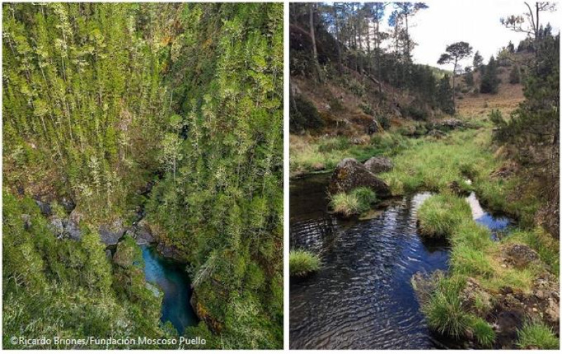 Cuando dices que Valle Nuevo tiene 910 kilómetros cuadrados de extensión, y que dentro de ese territorio existen 908 fuentes de agua, estás dando una dimensión de su capacidad productora, dice Andrés Ferrer. Ricardo Briones/Fundación Moscoso Puello