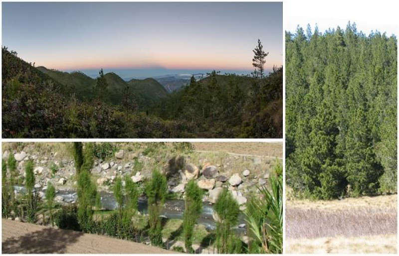 Eladia Gesto: Las divisiones humanas son políticas, pero las biológicas no tienen fronteras, dice la encargada de Conservación de la fundación Propagás al referirse al ecosistema de Valle Nuevo.