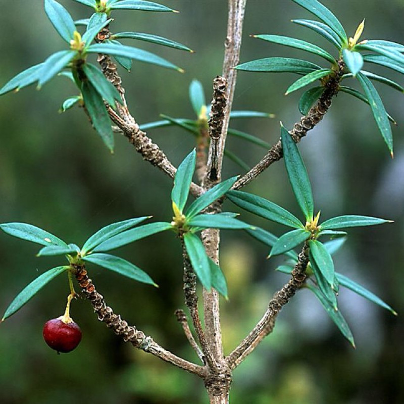Valle Nuevo aporta un espacio de cría, reproducción y hábitat de especies endémicas y nativas como la Vegaea pungens, endémica de la Hispaniola.  Fundación Mosoco Puello