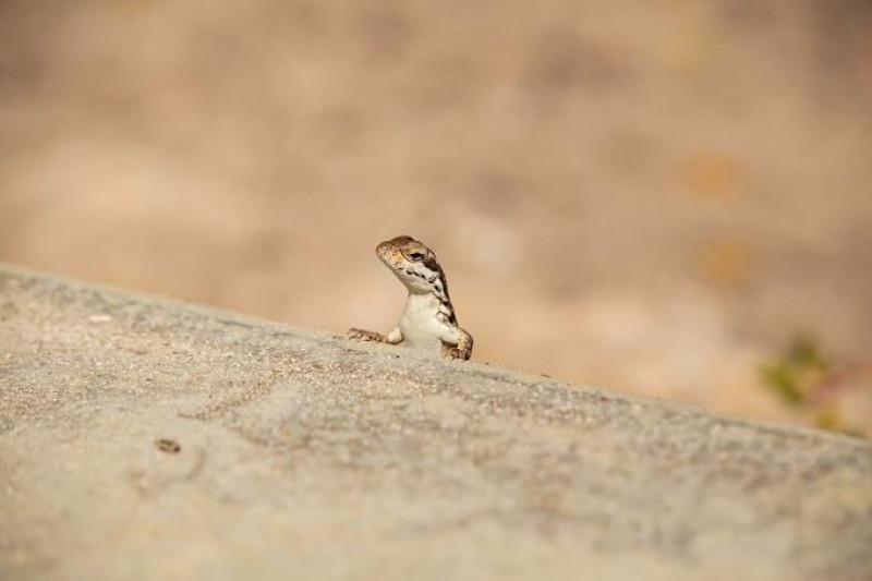LD: Decía que algo le preocupa sobre las zonas protegidas...