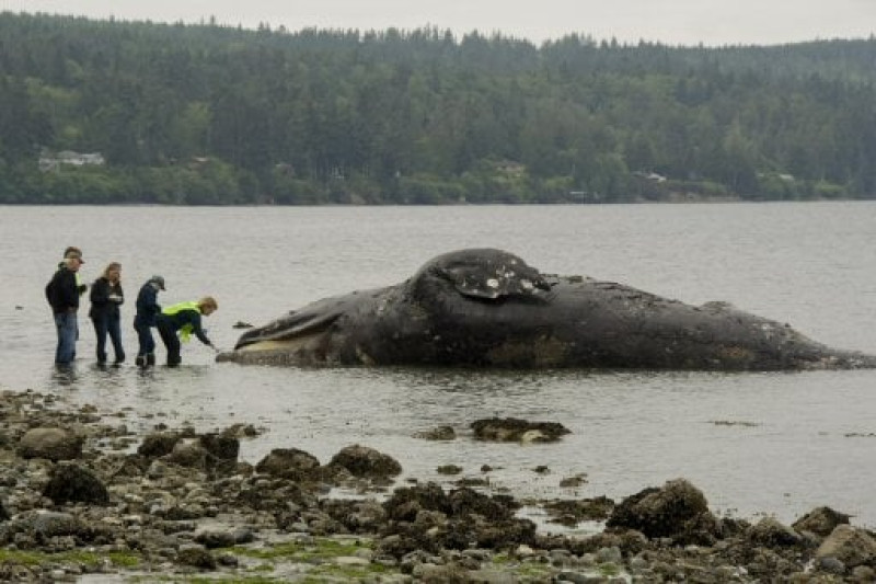 Seis ejemplares de ballenas en peligro de extinción aparecen muertas en golfo canadiense. Foto AP.