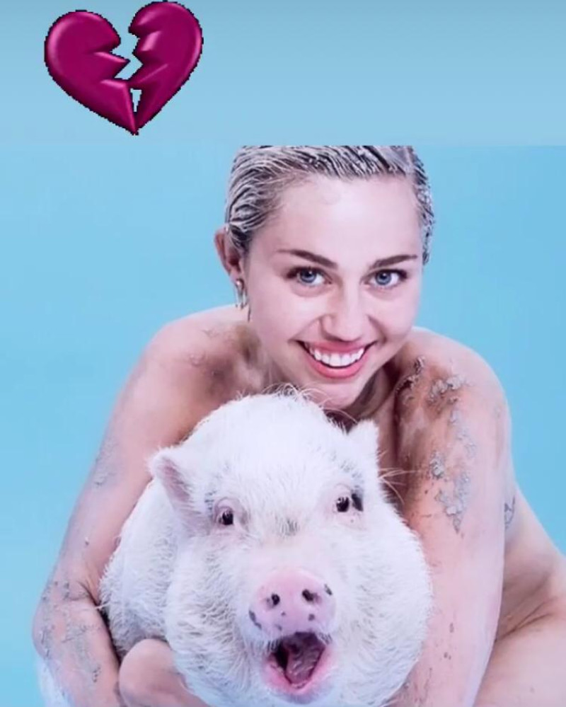 Miley Cyrus junto a su mascota Pig Pig. Foto: Instagram @mileycyrus.