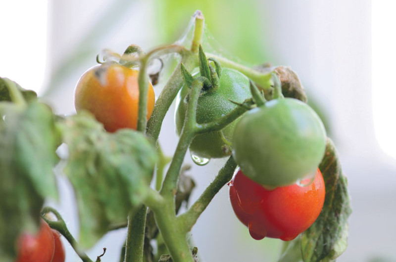 Producción de tomate sostiene a cerca de 6,000 familias.