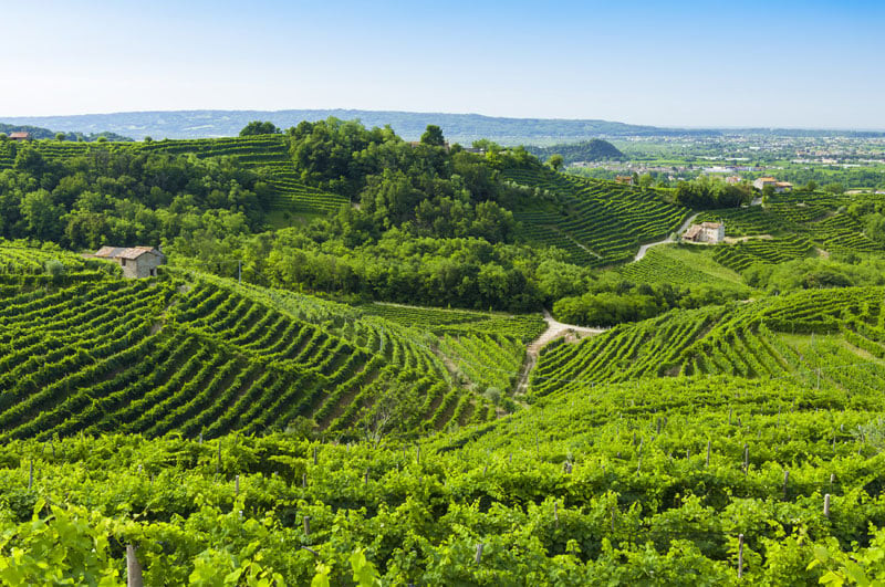Las colinas de vides del prosecco de Conegliano y Valdobbiadene (Italia), un sitio que abarca una parte del paisaje formado por terrenos de viñedos en los que se produce el vino prosecco. Desde el siglo XVII, destaca la Unesco, el peculiar sistema de cultivo en terrazas fue creando un paisaje en forma de mosaico. ISTOCK