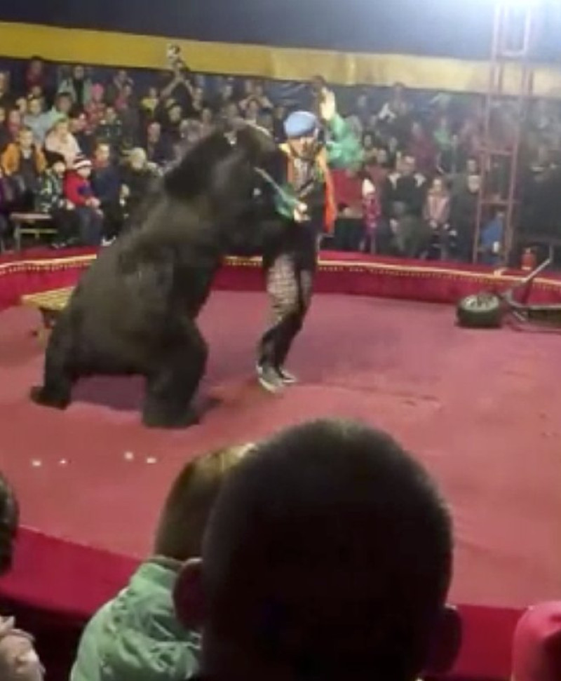 Imagen del ataque del oso al entrenador. Foto: AP.